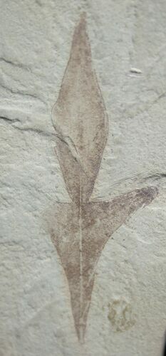 Fossil Balloon Vine Leaf - Green River Formation #2317